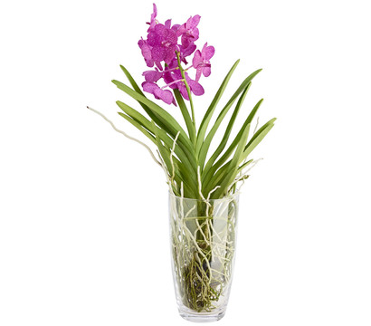 Vanda-Orchidee - Vanda cultivars im Glas, verschiedene Farben