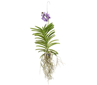 Vanda-Orchidee - Vanda cultivars