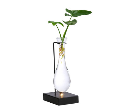 Waterplant Baumfreund im Glas - Philodendron 'Fun Bun', mit LED