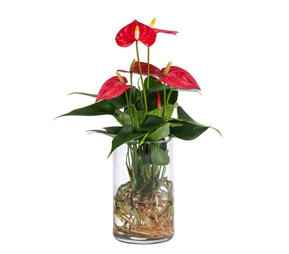 Waterplant Flamingoblume im Glas - Anthurium 'Red Champion'