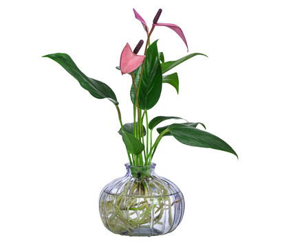 Waterplant Flamingoblume im lila Glas - Anthurium 'Zizou'