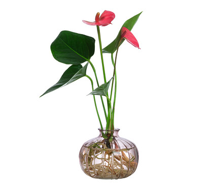 Waterplant Flamingoblume im rosa Glas - Anthurium 'Rosa Champion'