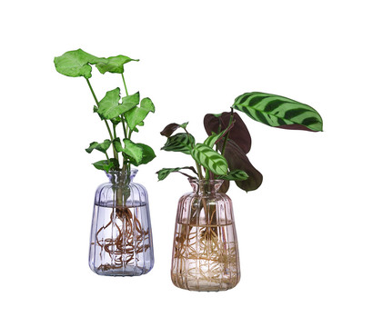 Waterplant-Set Duo in bunten Gläsern, 2-teilig