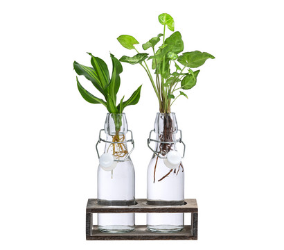 Waterplant-Set Duo in Glasflaschen, 2-teilig