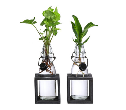 Waterplant-Set Grünpflanzen in Glasflaschen, 2-teilig