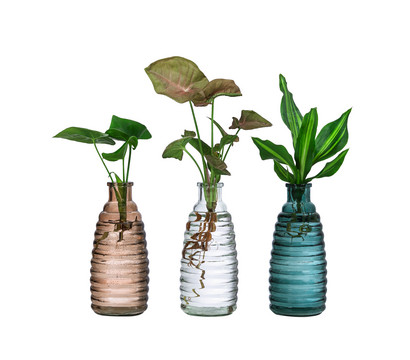 Waterplant-Set Trio in bunten Gläsern, 3-teilig