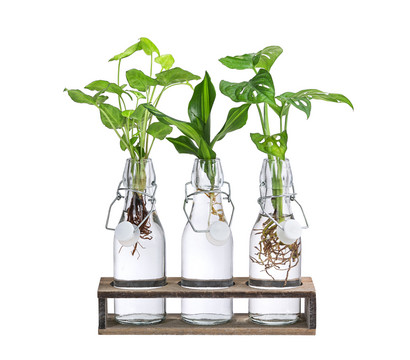 Waterplant-Set Trio in Glasflaschen, 3-teilig