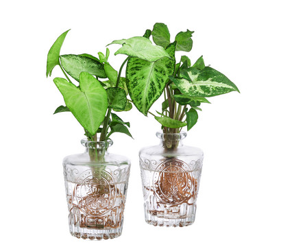 Waterplant-Set Whiskey-Flaschen in Glasflaschen, 2-teilig