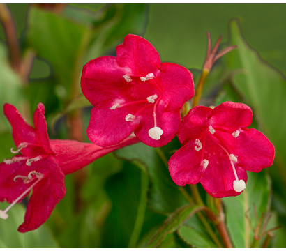 Weigelie 'Red Prince'