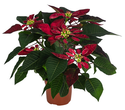 Weihnachtsstern - Euphorbia pulcherrima 'Crazy'