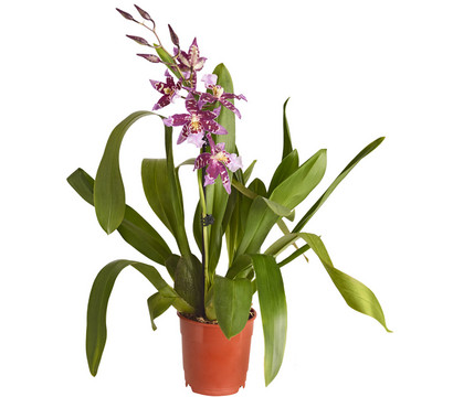 Zahnzungen-Orchidee - Odontoglossum-Hybriden, verschiedene Sorten
