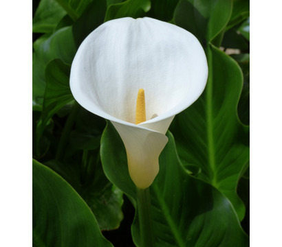 Äthiopische Calla - Zantedeschia aethiopica