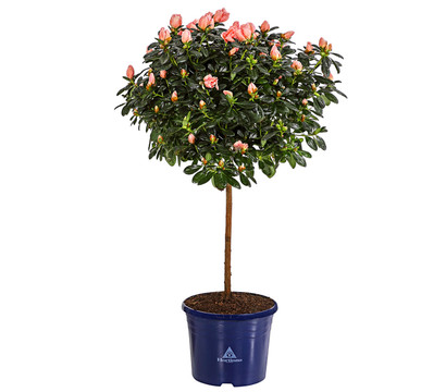 Zimmerazalee - Rhododendron simsii 'Christine®', Stämmchen, rosa