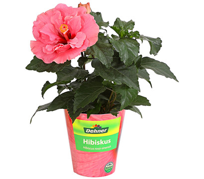 Zimmerhibiskus - Hibiscus rosa-sinensis, gefüllt, verschiedene Farben