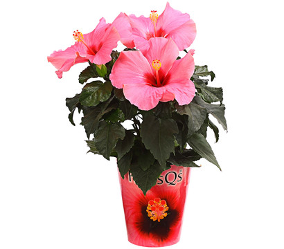 Zimmerhibiskus - Hibiscus rosa-sinensis 'HibisQs®'