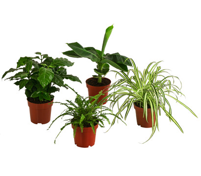 Zimmerpflanzen-Set Botanical Charm, 4-teilig