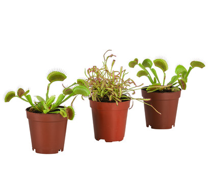 Zimmerpflanzen-Set Fleischfressende Pflanzen, 3-teilig