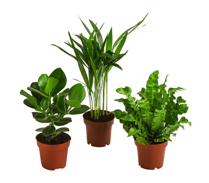 Zimmerpflanzen-Set Luftreiniger, 3-teilig
