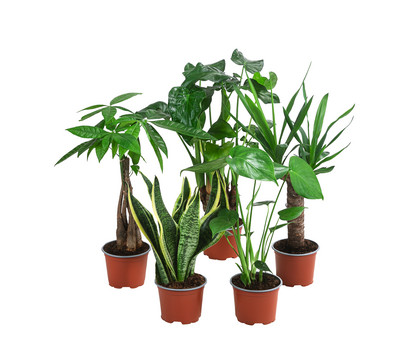 Zimmerpflanzen-Set Tropical, 5-teilig