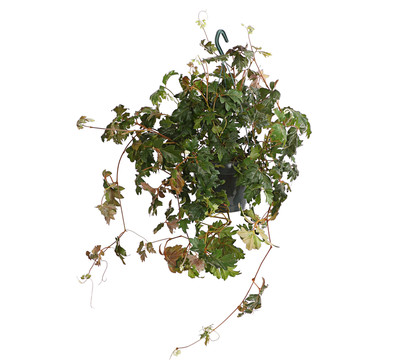 Zimmerrebe - Cissus rhombifolia 'Ellen Danica'