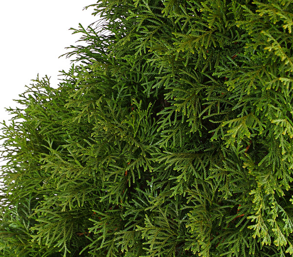 6 Meter Lebensbaum 'Smaragd', 12 x ca. 140-160 cm