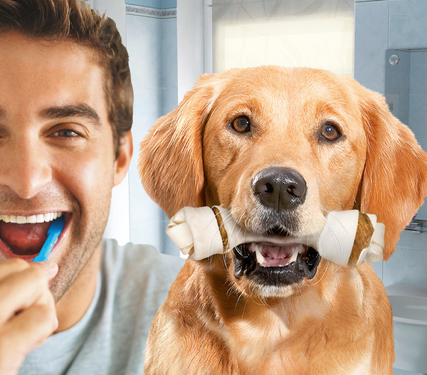8in1 Hundesnack Delights Dental Kauknochen