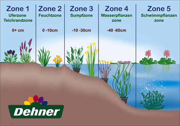 Teichpflanzen Komplett-Set Kalmus, 6-teilig