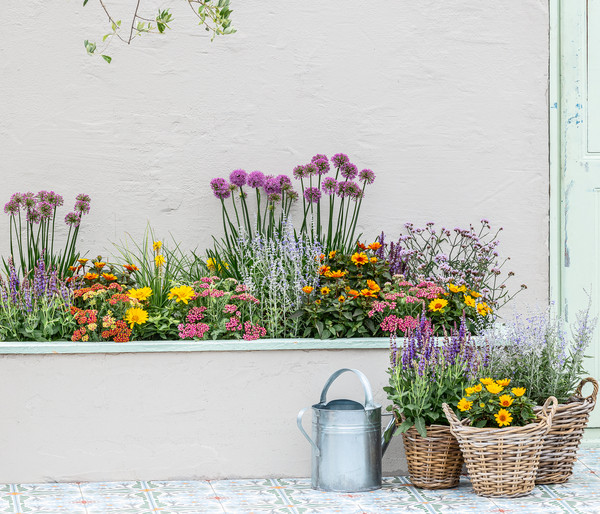 Sommer-Zierlauch 'Millenium'