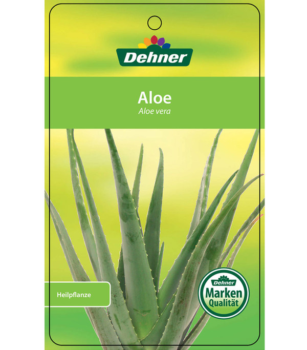 Echte Aloe - Aloe vera