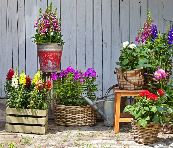 Garten-Löwenmäulchen, verschiedene Farben