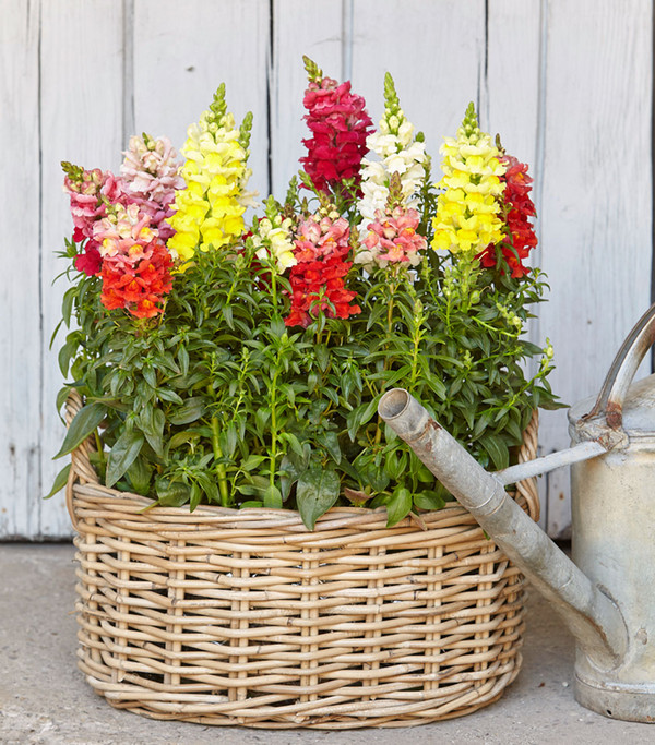 Garten-Löwenmäulchen, verschiedene Farben