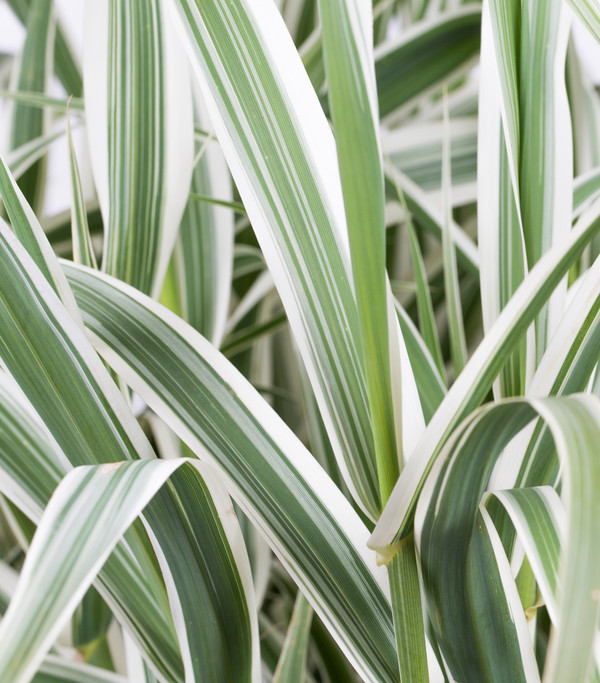 Buntblättriges Pfahlrohr 'Variegata'