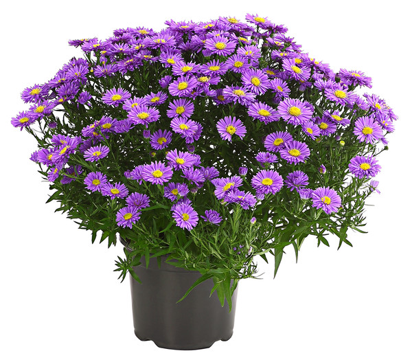 Kissen-Aster 'Sapphir®'