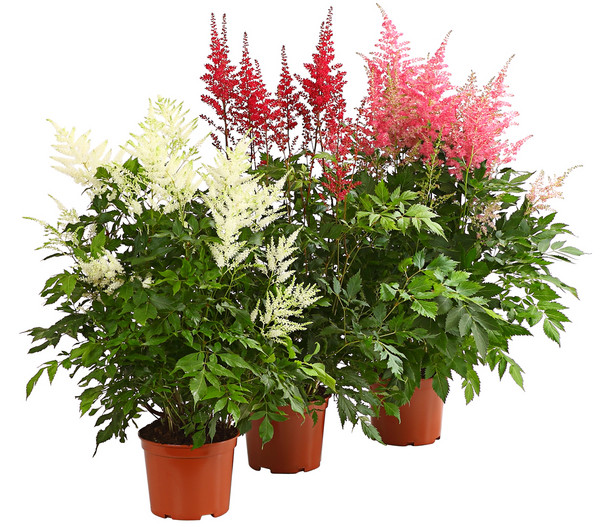 Prachtspiere, Astilbe, verschiedene Sorten