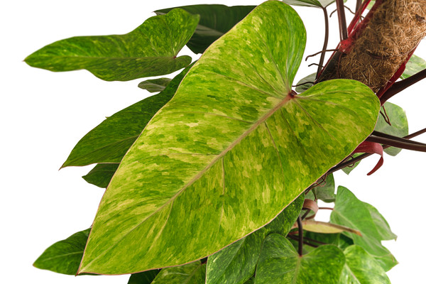 Baumfreund - Philodendron 'Painted Lady'