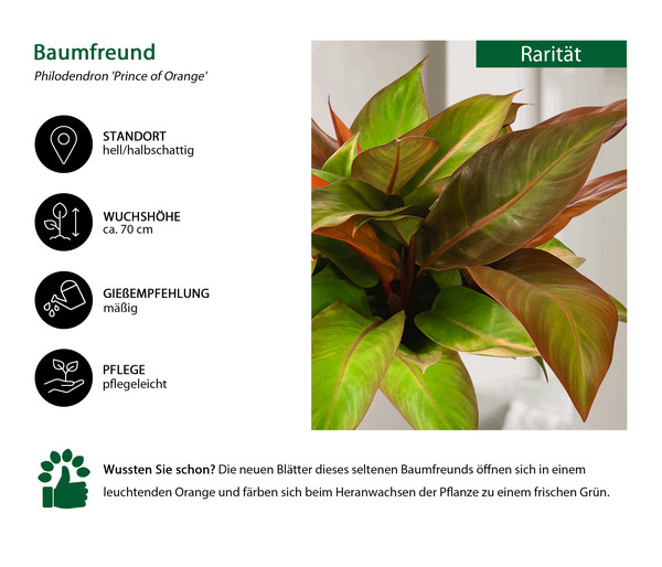 Baumfreund - Philodendron 'Prince of Orange'