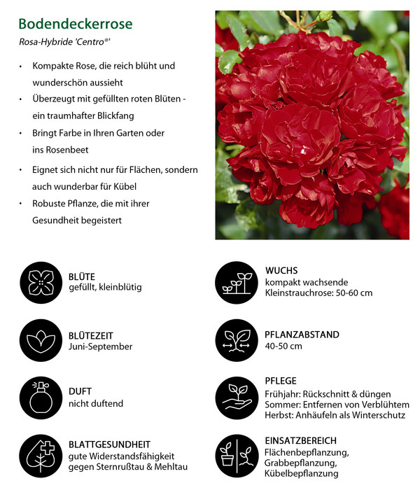 Bodendeckerrose 'Centro®-Rose', 3er-Set