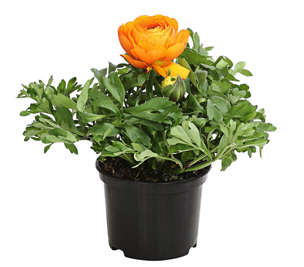 Beet- & Balkonpflanzen-Set Oranger Frühling, 6-teilig