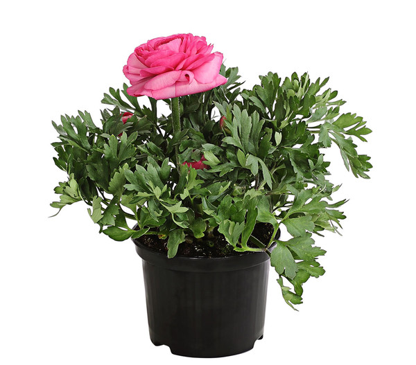 Beet- & Balkonpflanzen-Set Rosa Frühling, 6-teilig