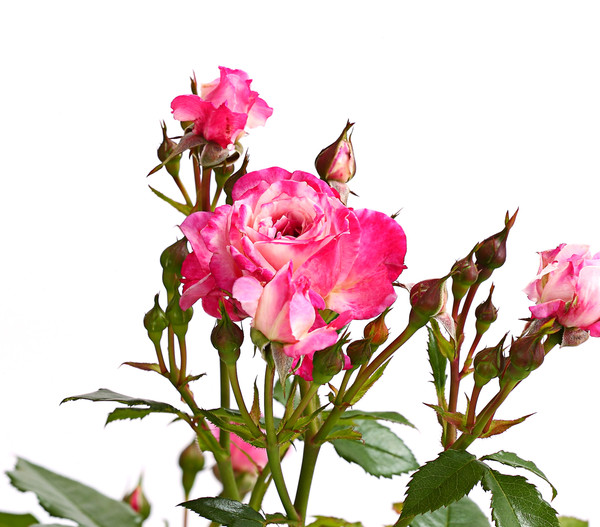 Beetrose 'Flower Rain®', verschiedene Farben