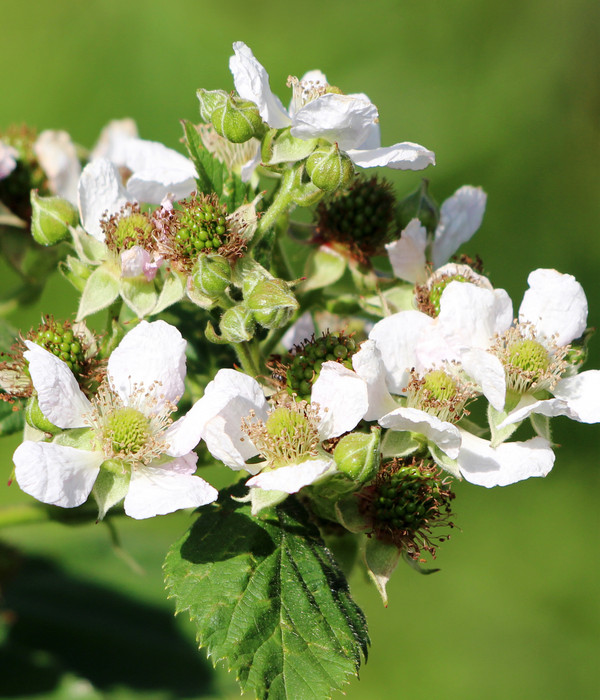 Bio Himbeere 'Autumn Amber®'