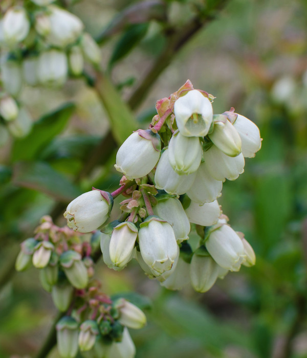 Bio Heidelbeere 'Pink Lemonade®'