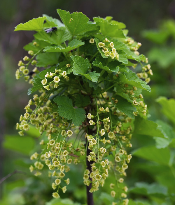 Bio Rote Johannisbeere 'Jonkheer Van Tets'