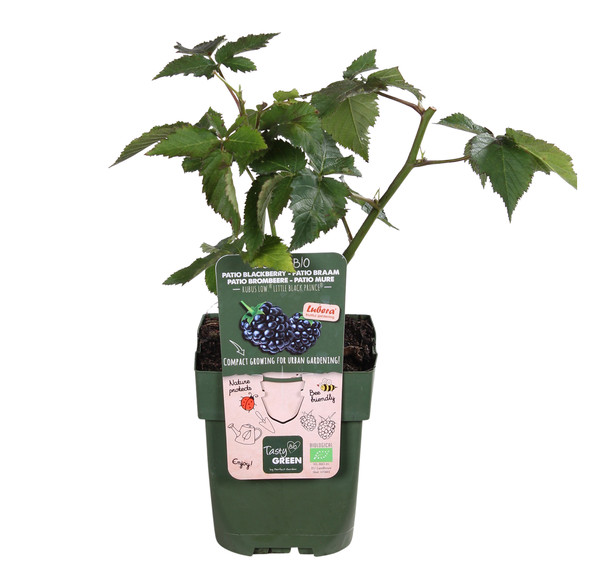 Bio Brombeere 'Lowberry® Little Black Prince®'