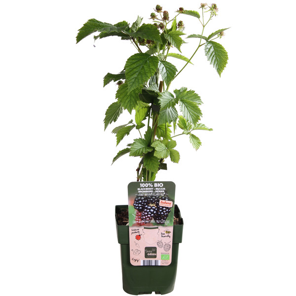 Bio Brombeere 'Navaho® BigandEarly®'