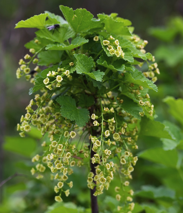 Bio Schwarze Johannisbeere 'Ben Nevis'