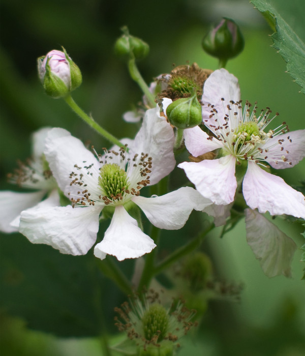 Bio Brombeere 'Thornless Evergreen'