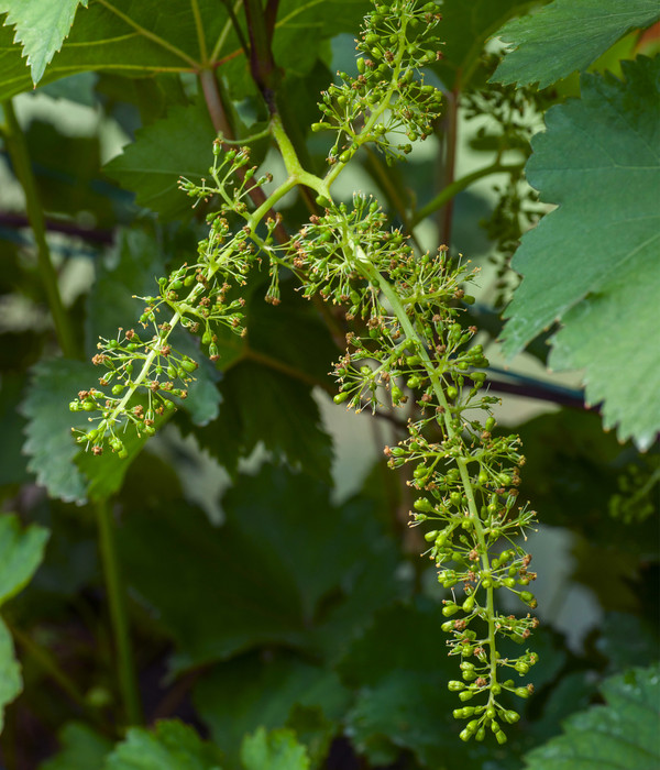 Bio Tafeltraube 'Johanniter'