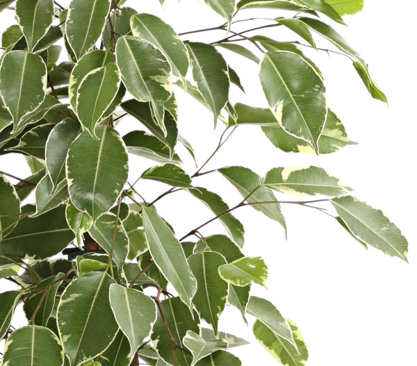Birkenfeige - Ficus benjamina 'Golden King'