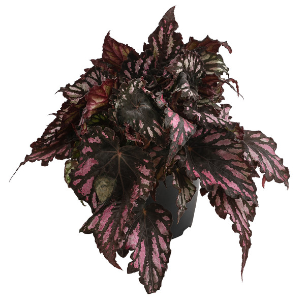 Blattbegonie - Begonia rex-Hybride, verschiedene Sorten